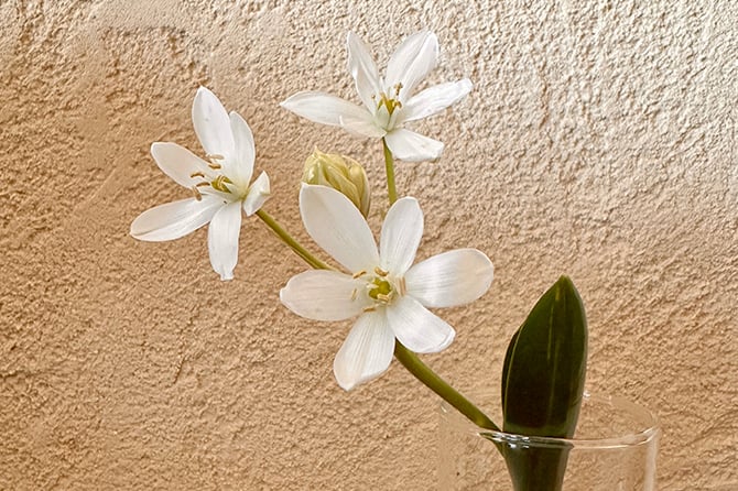 塗り壁（漆喰・珪藻土）